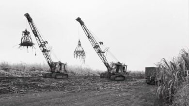 Inaugural Hāmākua festival celebrates history, legacy of sugar era on Big Island : Big Island Now
